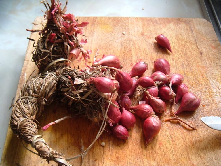 Shallots in a self-tie bundle. This is exactly how the shallots were sold. No plastic wrap, no plastic container - no nothing - just the shallots self-tied. Exactly as it should be! Defend your garden to obtain these hard earned results
