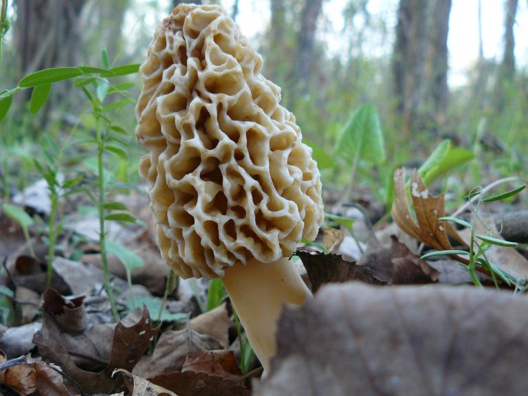 Some of the most nutritious and delicious foods can be found on an outdoor adventure if you know what wild edibles to look for and when. Morel mushrooms can be found on south facing hillsides and logging areas.