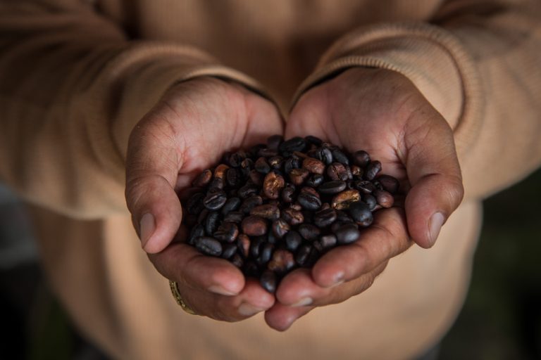 A man holds up roasted Kopi Luwak coffee seeds inside a 'Kopi Luwak' or Civet coffee farm and cafe on May 27, 2013 in Tampaksiring, Bali, Indonesia. Coffee is a source of one of the most widely used drugs in the world - caffeine.