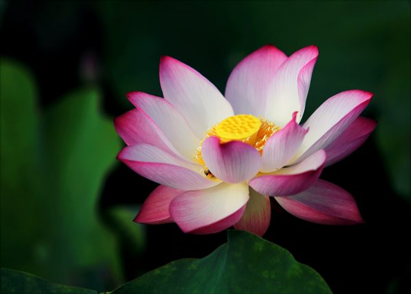 Lotus flowers are spiritually meaningful, ancient, remarkably beautiful, and it’s surprisingly easy to grow your own.
