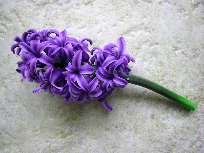 Purple hyacinth. Фиолетовый гиацинт Марч. Ким Ладелл фиолетовый гиацинт. Фиолетовый цветок украшение для напитка. Purple Hyacinth 147.