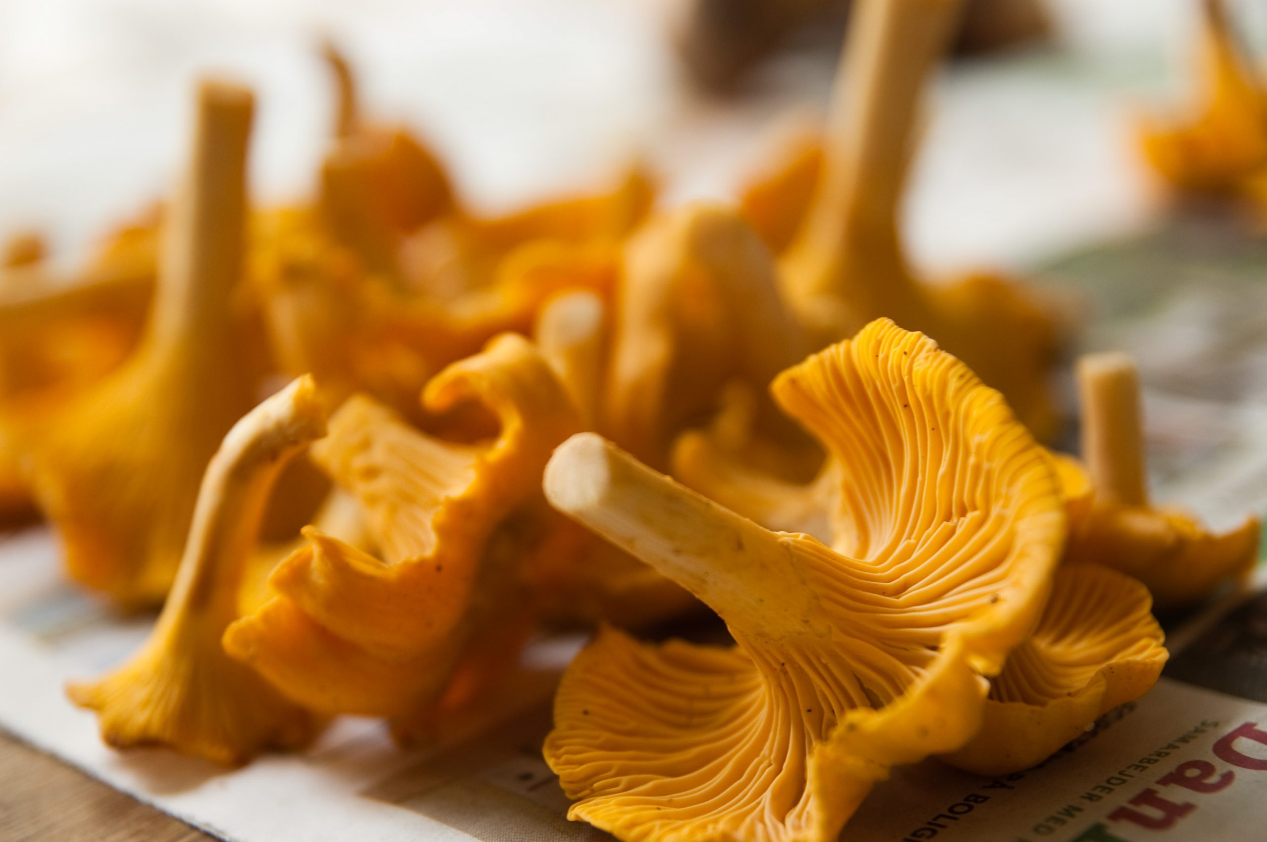Beautiful and flavorful, Chanterelles can be found in most forests around the world.