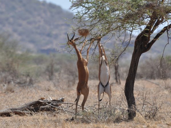 Gerenuk - riserva Nazionale di Samburu