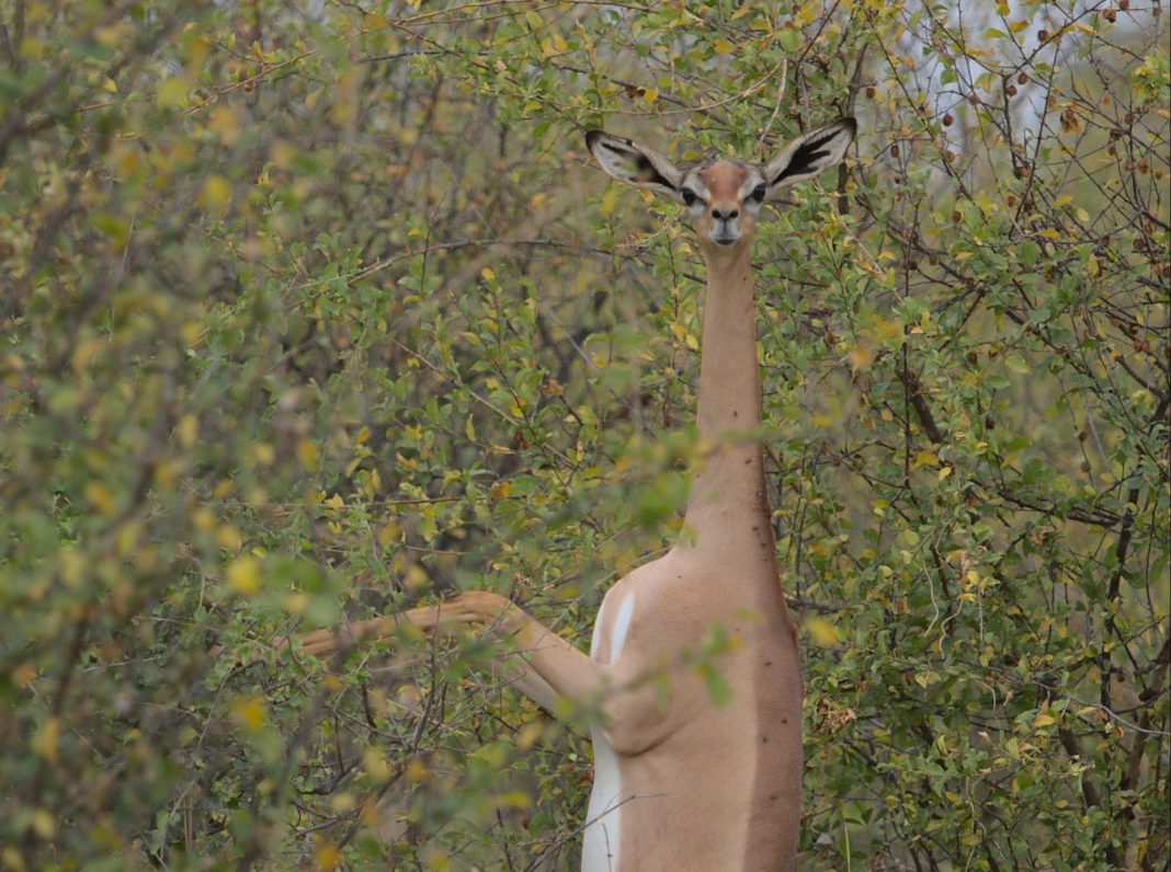 Il gerenuk, o antilope dal “collo di giraffa”, è ben adattato a vivere nelle aride terre dell'Africa, al punto che non ha nemmeno bisogno di bere acqua! (Immagine: Nirav Shah tramite Pexels CC 0)