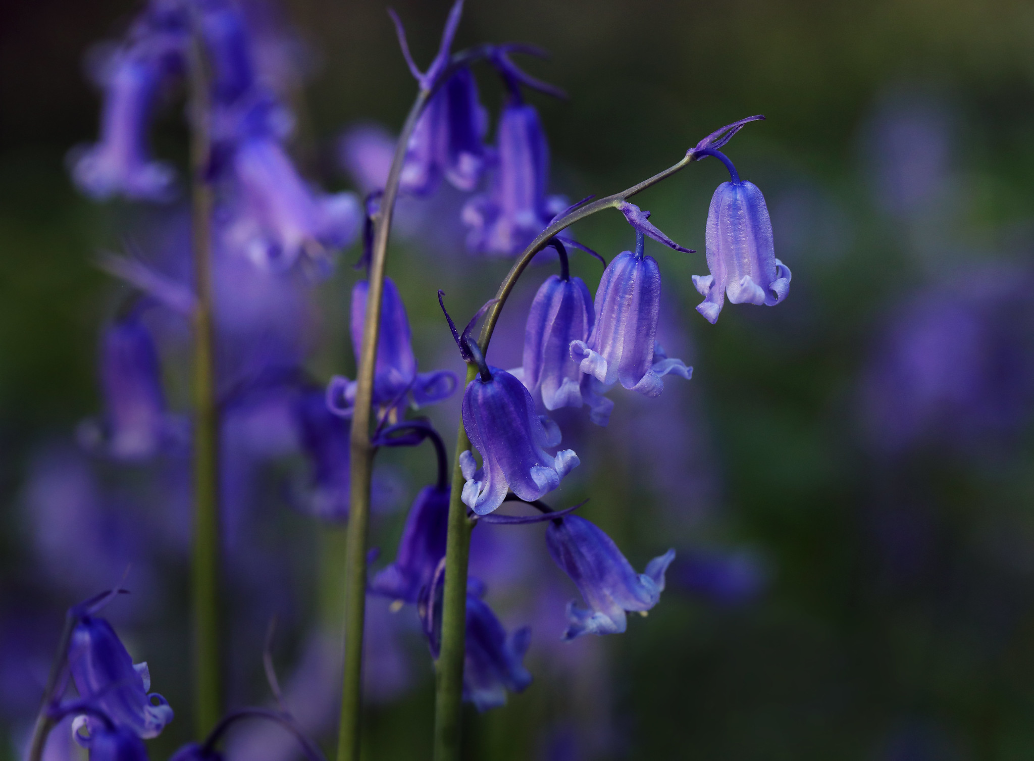 Bluebells - The Gorgeous, yet Poisonous, Enchantress - Vision Times