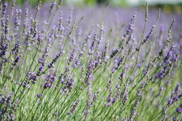 Beautiful and fragrant lavender is an effective mosquito repellent. The aromatic herb will brighten a sunny area of your garden while warding off unwanted guests. 