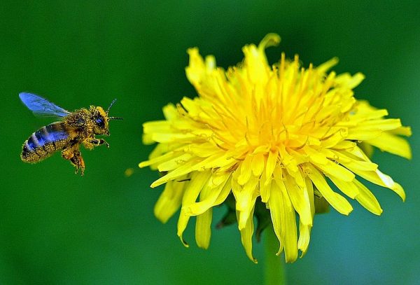 A bee flies next to a dandelion flower on a spring day on April 21, 2014 in Popielarze near Warsaw. These underestimated wild edibles are traditional in Italian cuisine. 