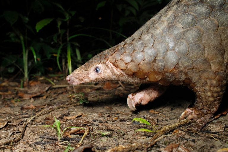 Millions of dollars worth of pangolin scales were sized in China.