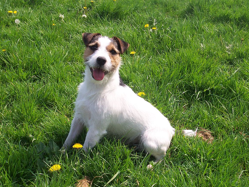 Jack-Russell-Terrier-Wikimedia-Commons