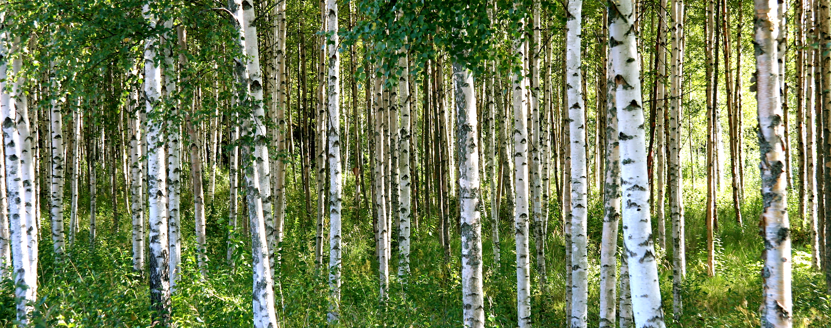 Birch-tree-forest-Flickr