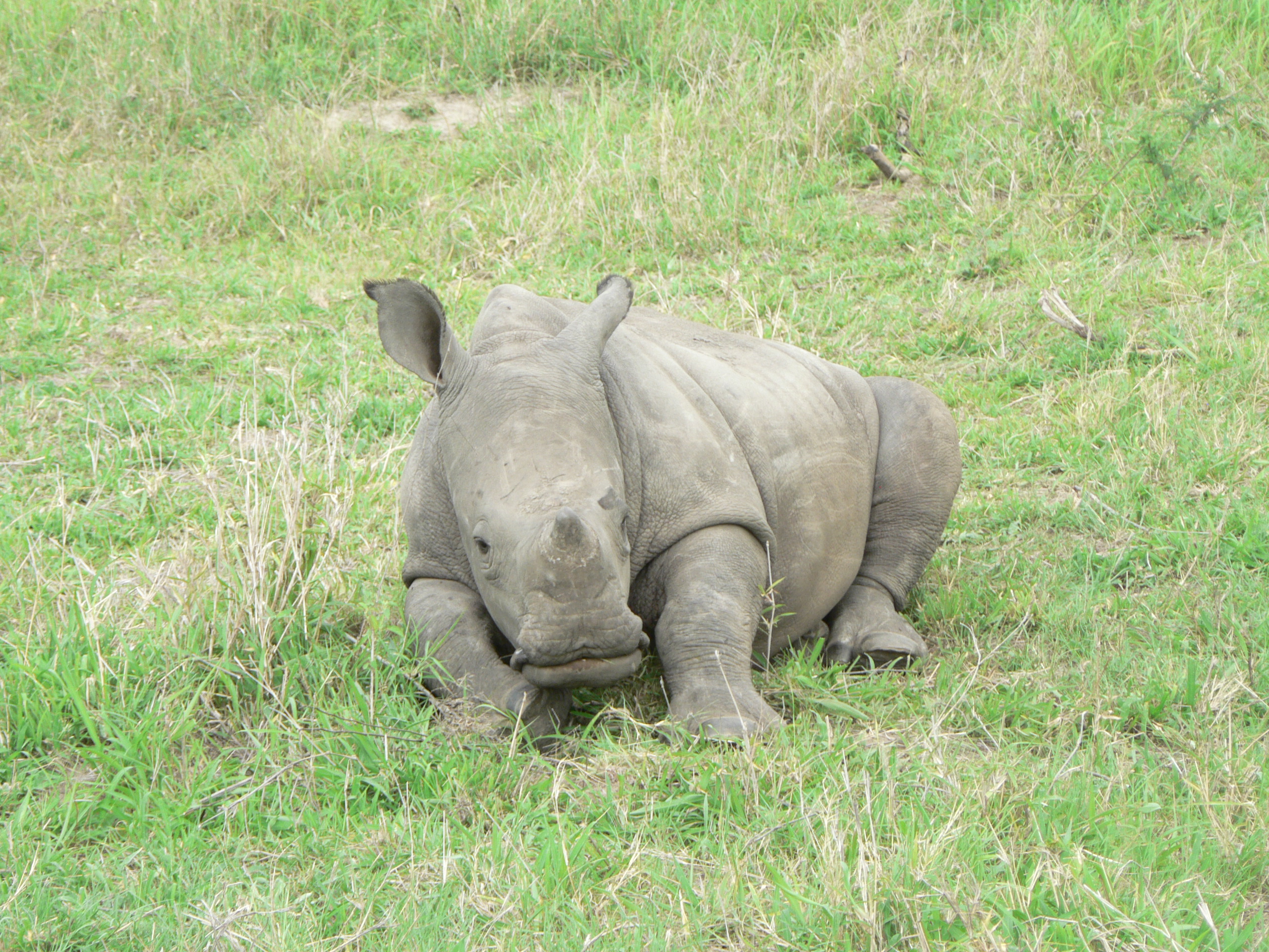 baby-rhinoceros-Flickr