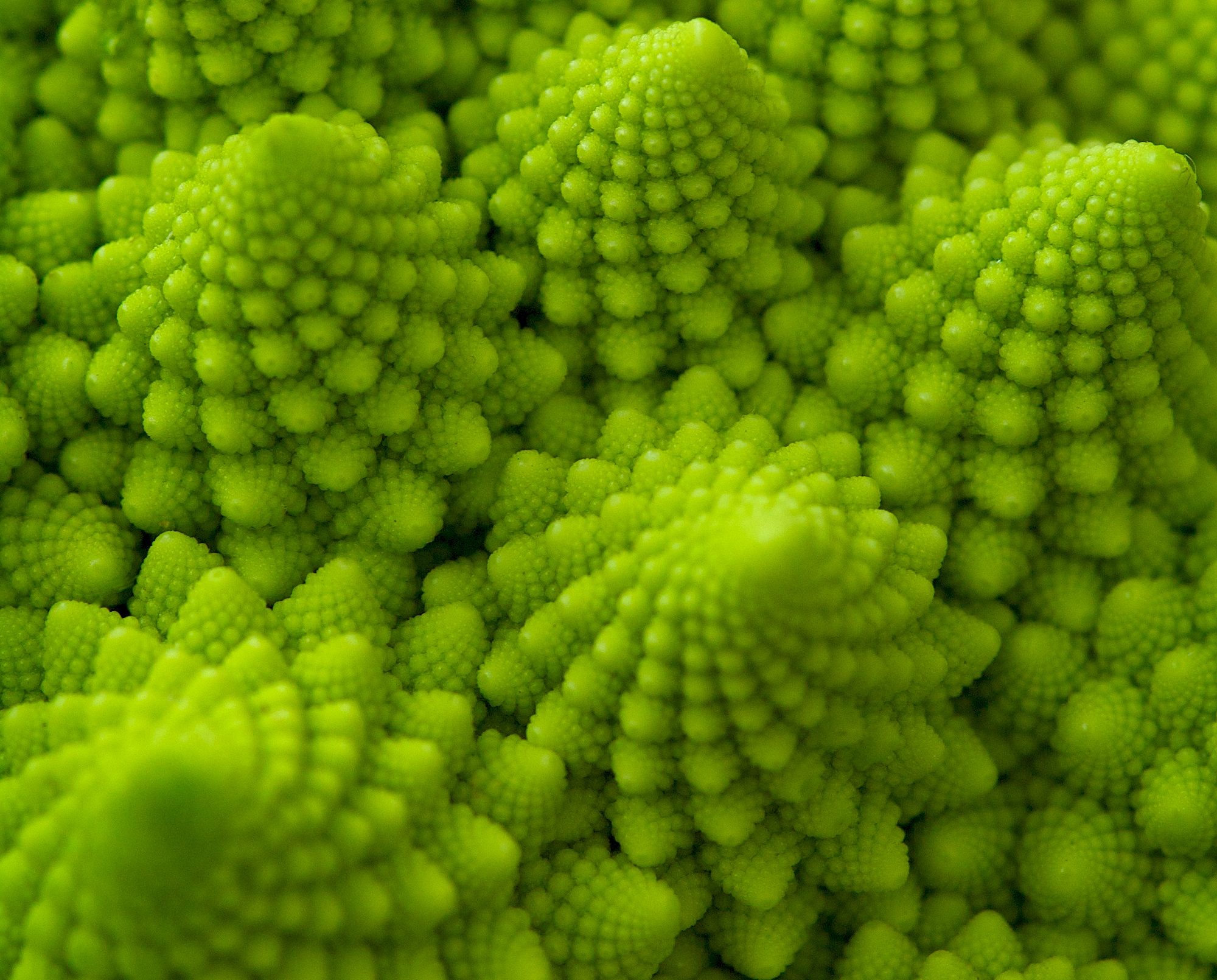 fractals_in_broccoli_Flickr