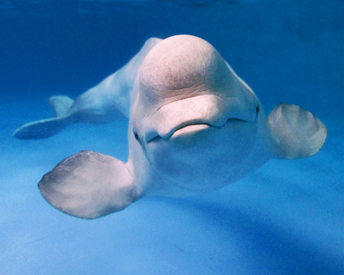 Beluga-whale-swimming-Wikimedia-Commons