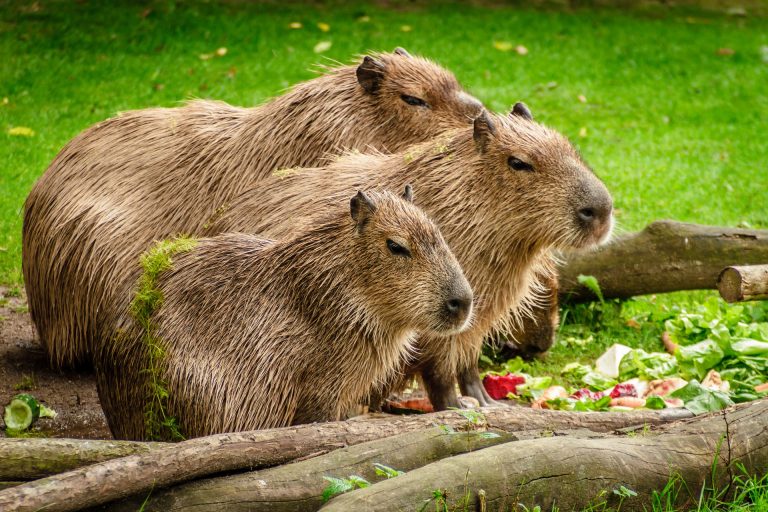 capybaras-in-lawn-eating-pixabay