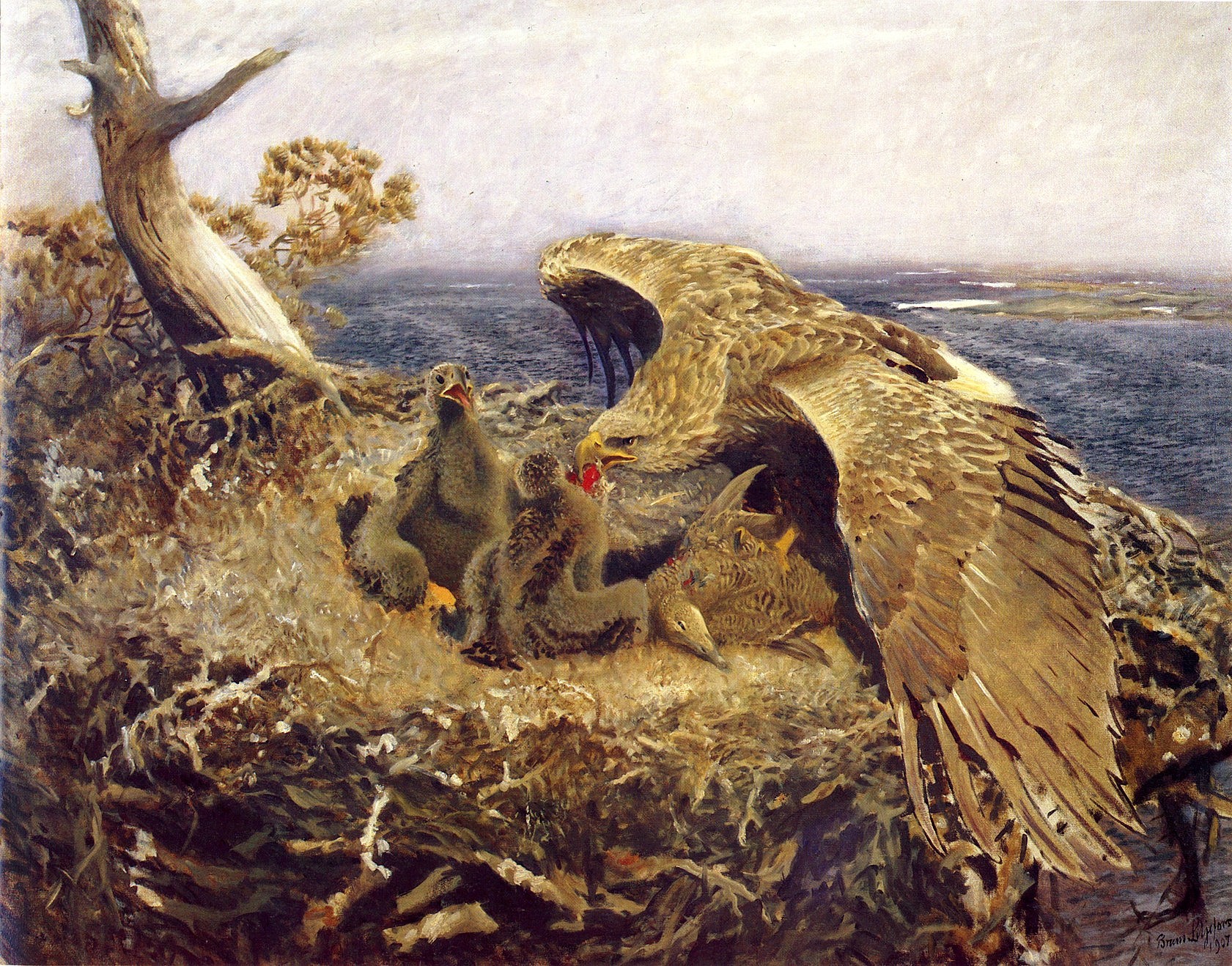 Eaglets-being-fed-Wikimedia-Commons