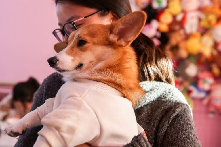 Chinese Communist Party officials killed a woman's pet corgi with a crowbar while she was held in quarantine under the COVID Zero policy.