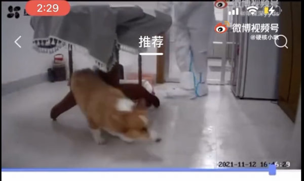 In this second screenshot from a reposted Weibo video shared by Ms. Fu, her corgi, Chaofen, flees shortly after being struck in the face with a metal bar by a suited municipal worker who broke into the house. This shows the moment when Chaofen frees himself after having become entwined with the legs of the table he was hiding under, after the worker dragged the table halfway across the room.