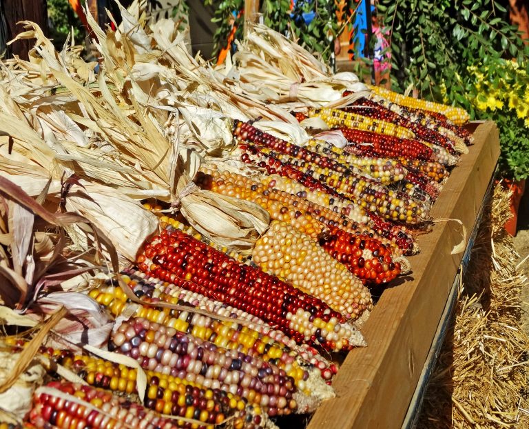 Colorful-display-of-Indian-corn-Flickr