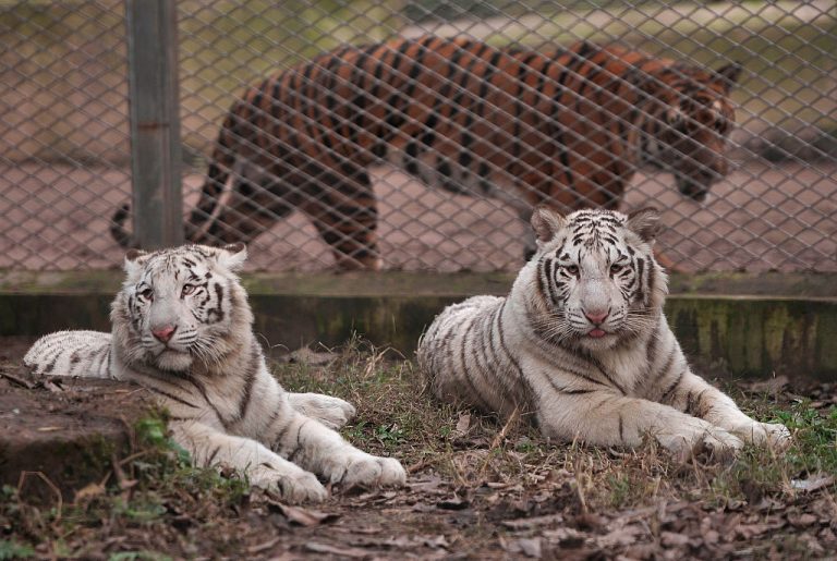 White_tigers-Chongqing-china-zoo