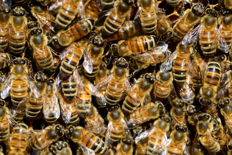 Honeybees-Pexels