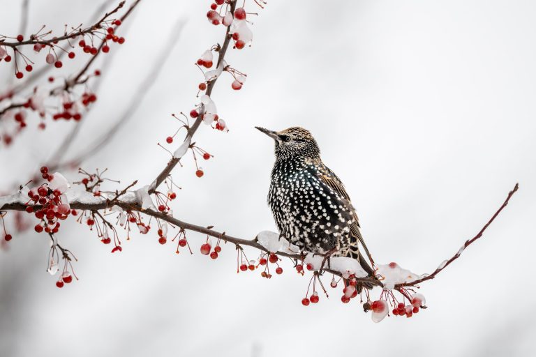 Starling-on-a-snowy-branch-Pexels