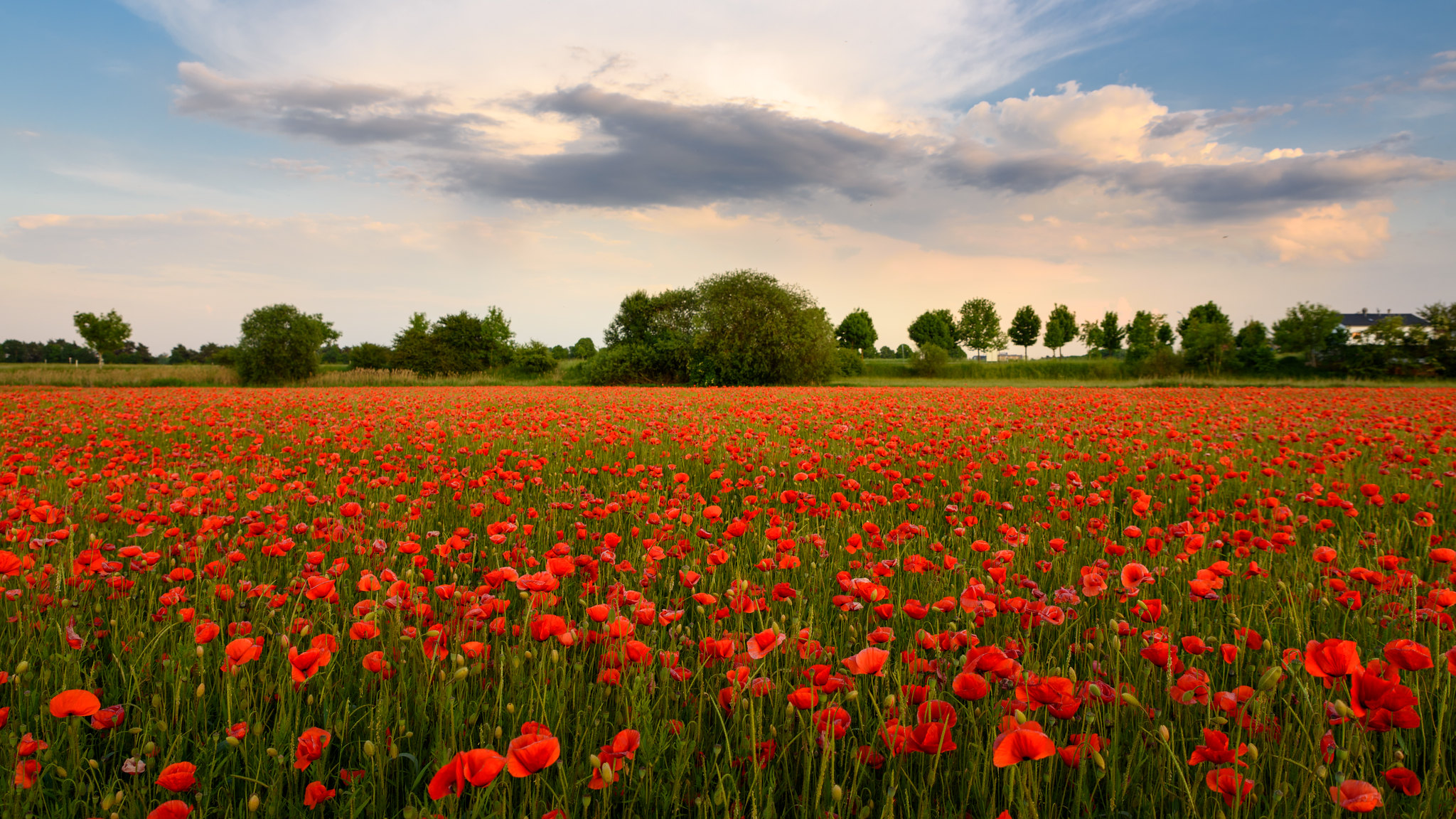 Field-of-red-poppies-Flickr