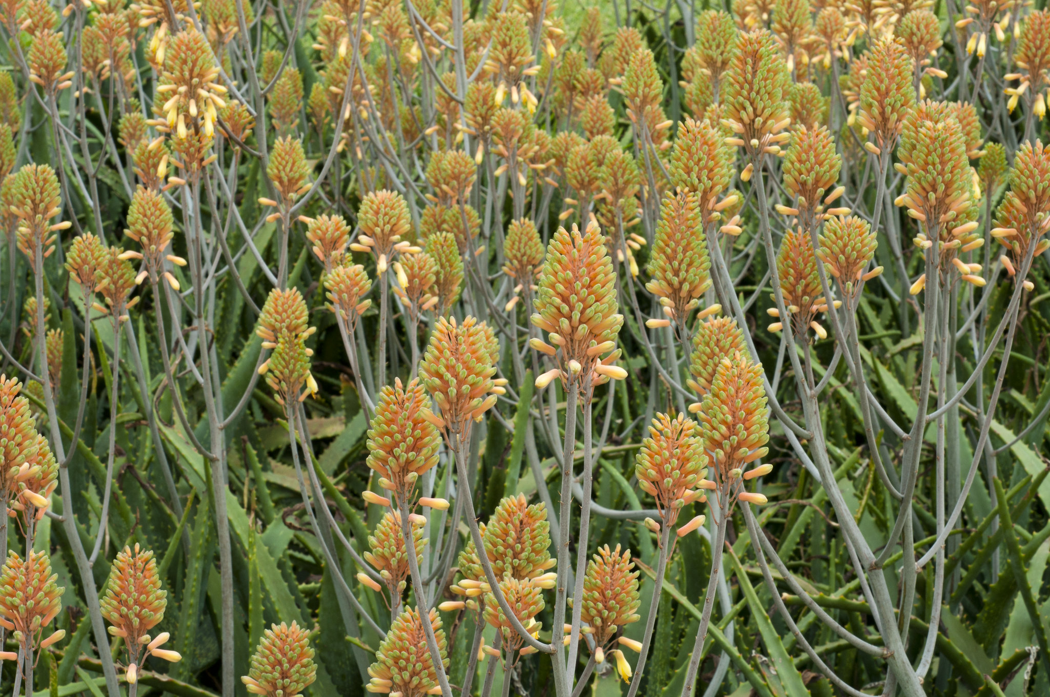 Aloe-vera-in-flower-Flickr