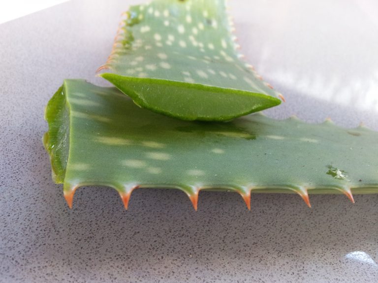 Cut-aloe-leaf-Pexels