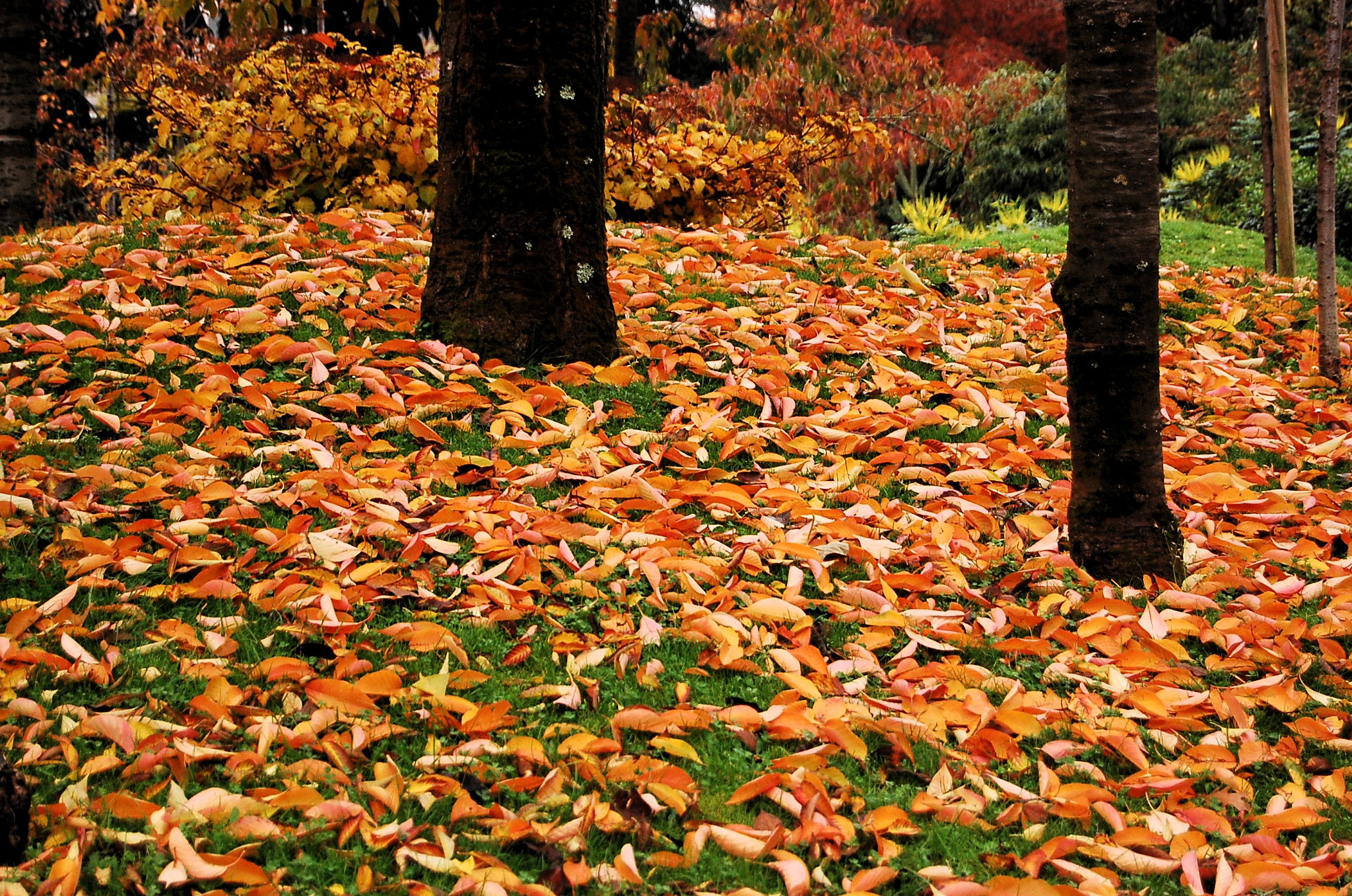 Fall-leaves-Wikimedia-Commons