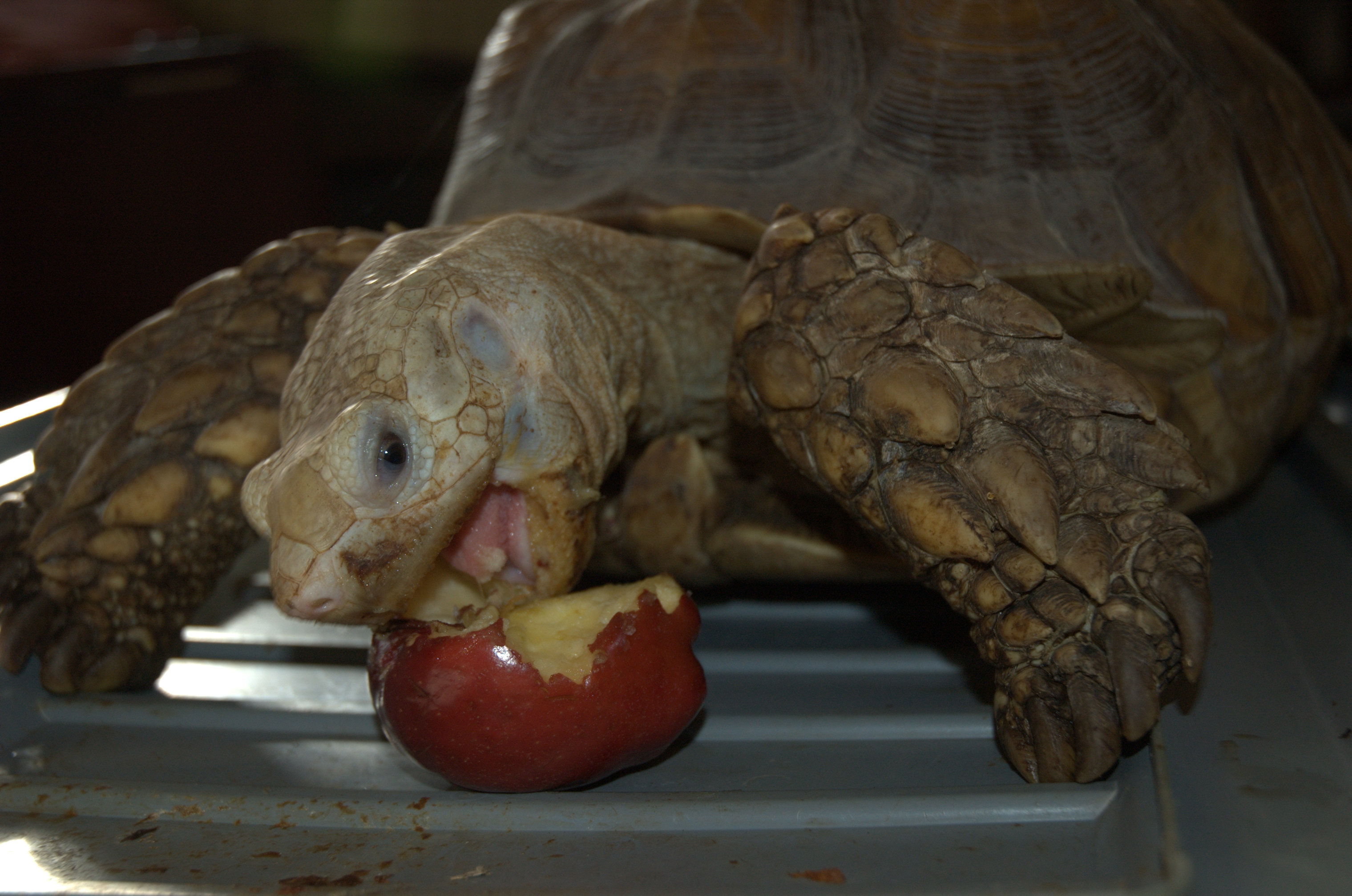 Tortoise-eating-apple-Ila
