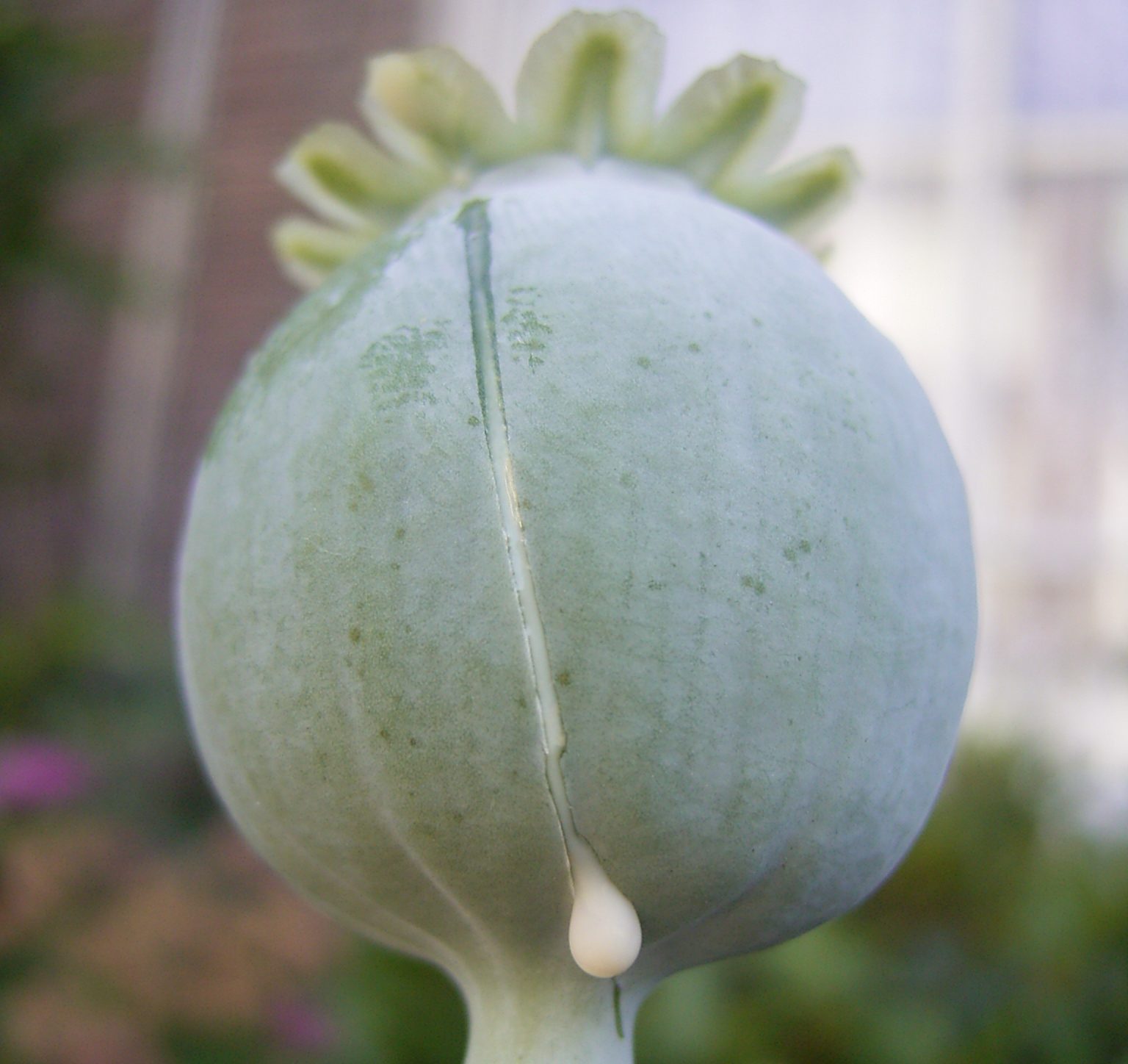 Opium-poppy-seedpod-Wikimedia-commons