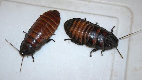 cockroaches-Ila