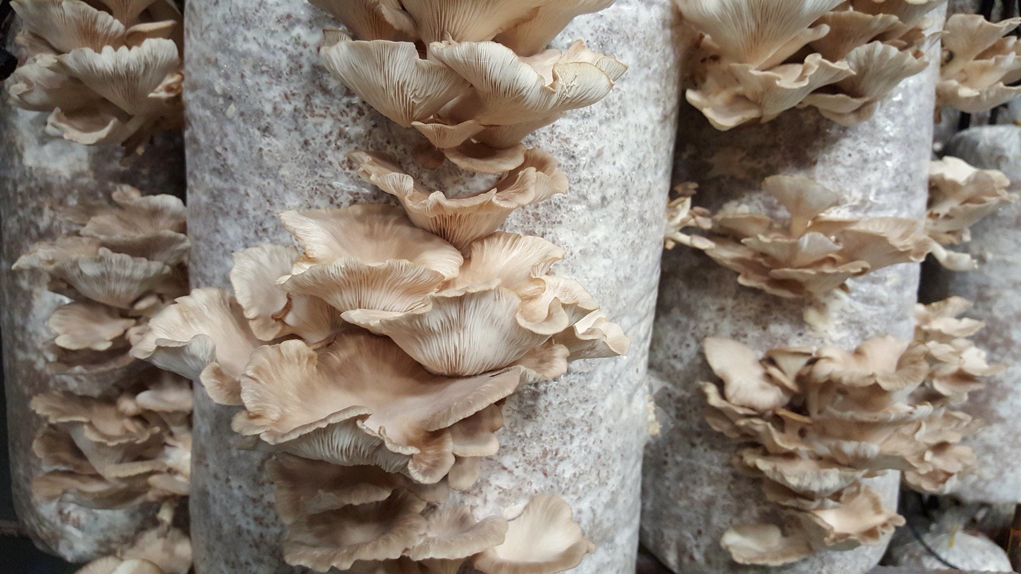 mushroom-log-Flickr