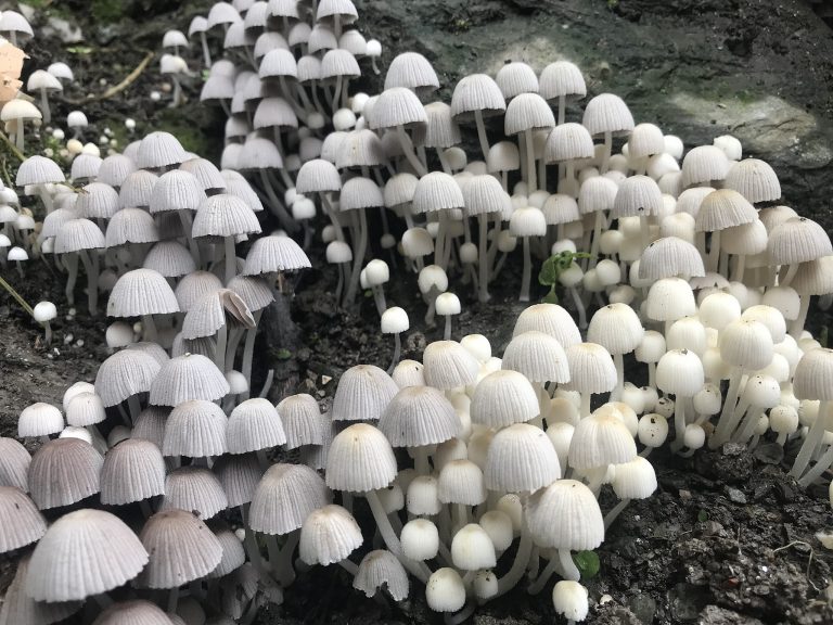 Small-white-mushrooms-Wikimedia-commons