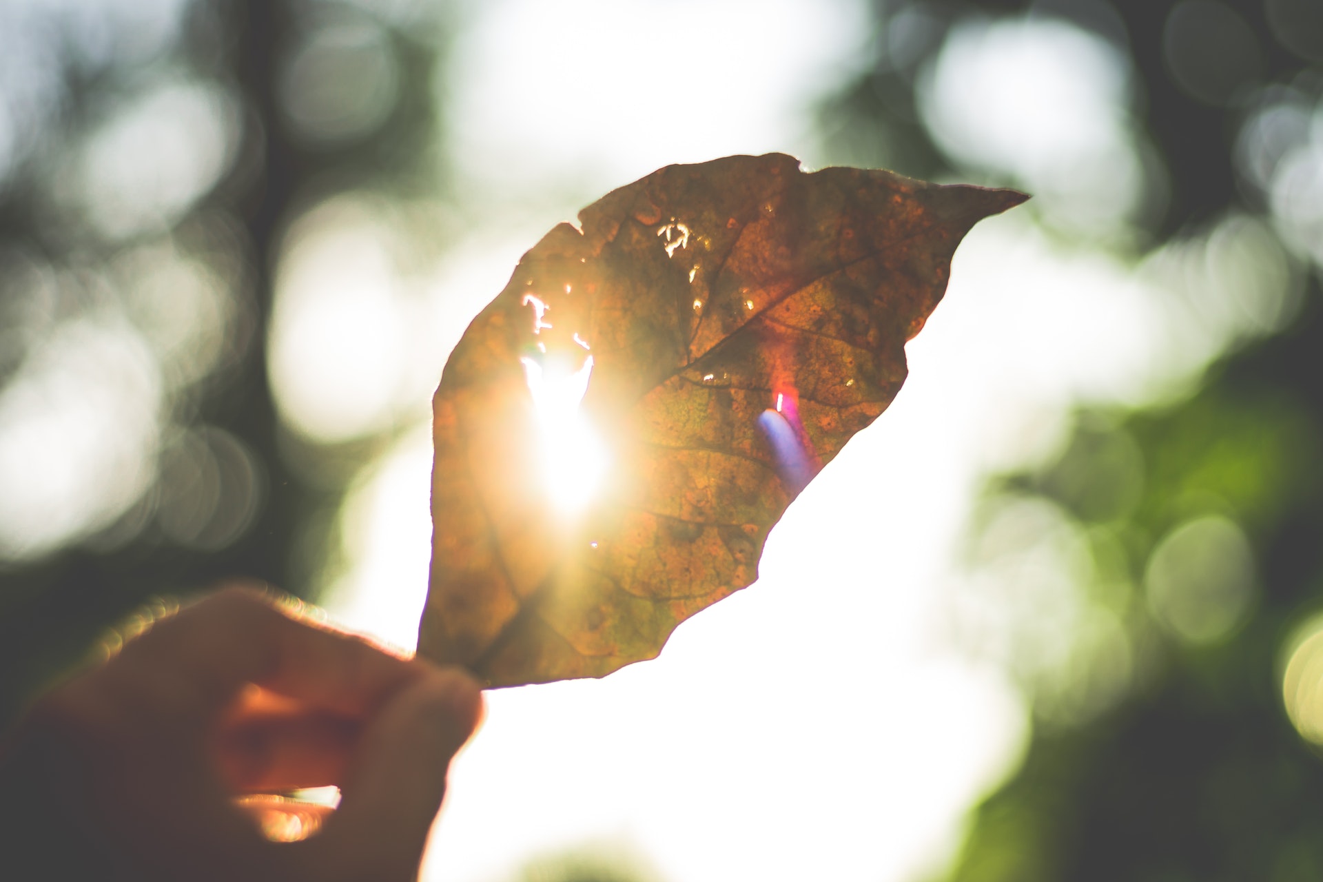 Sun-shining-through-leaf-Pexels