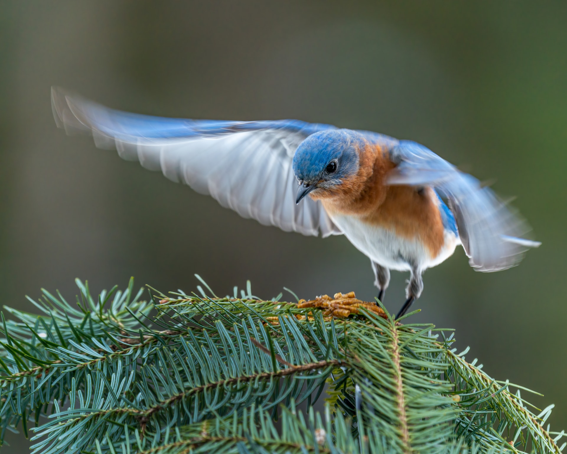 Bluebird-in-fir-tree-Pexels