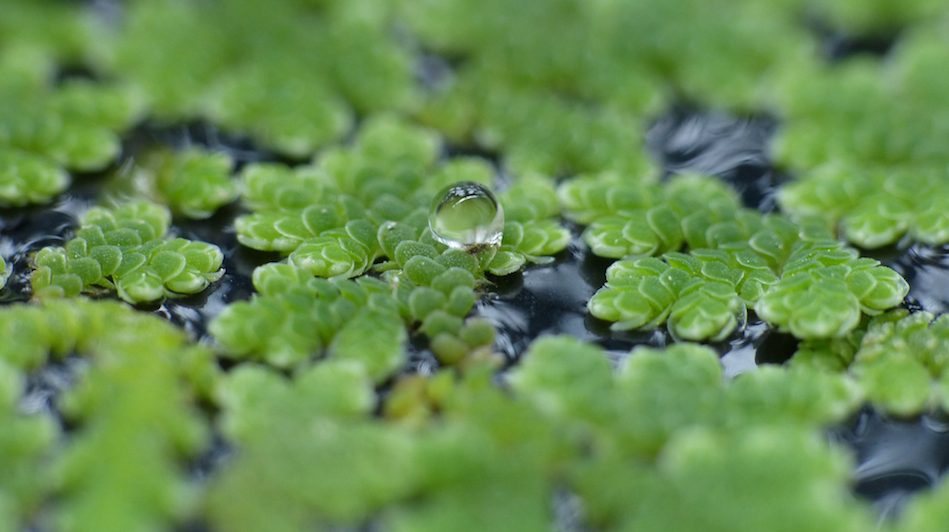 water-fern-Flickr