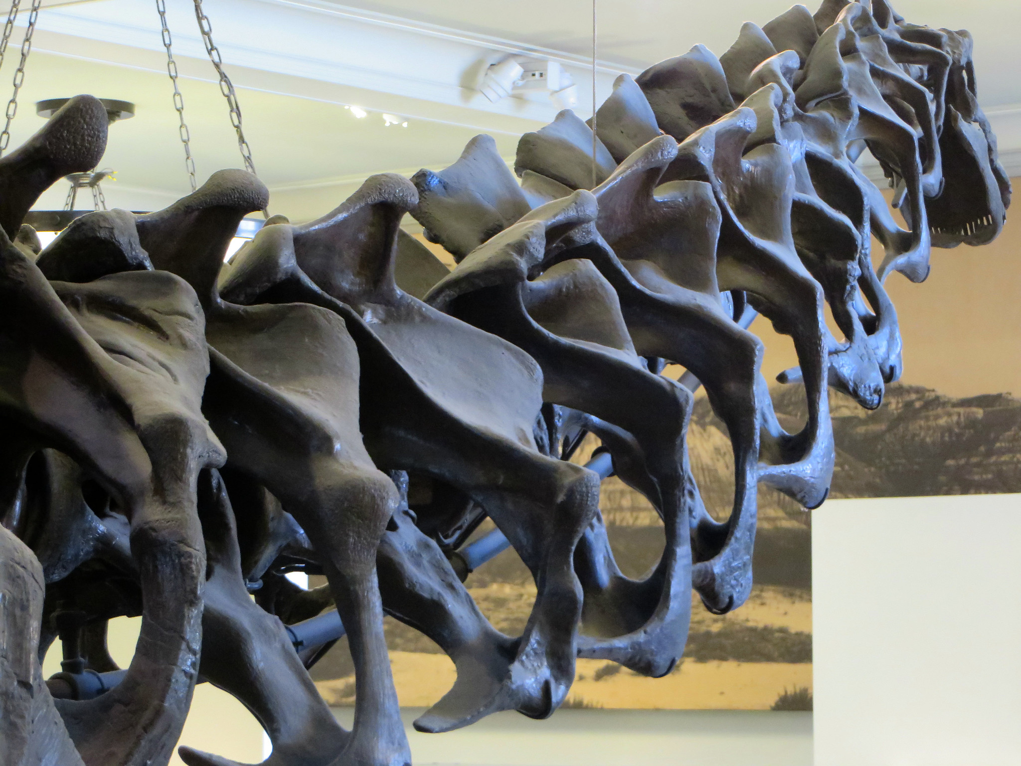 brontosaurus-neck-bones-Flickr