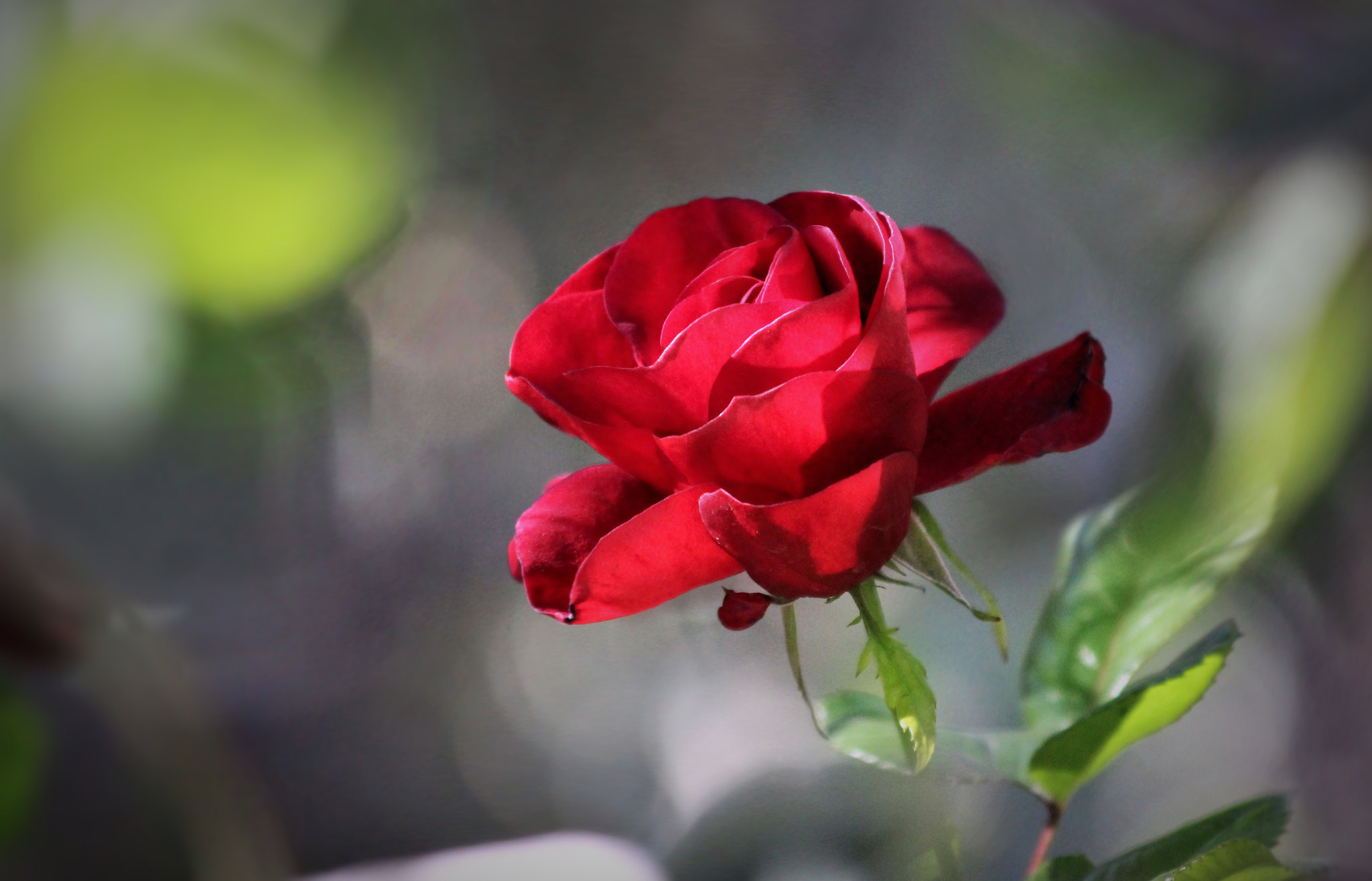 Red-rose-Valentine's-day-Flickr