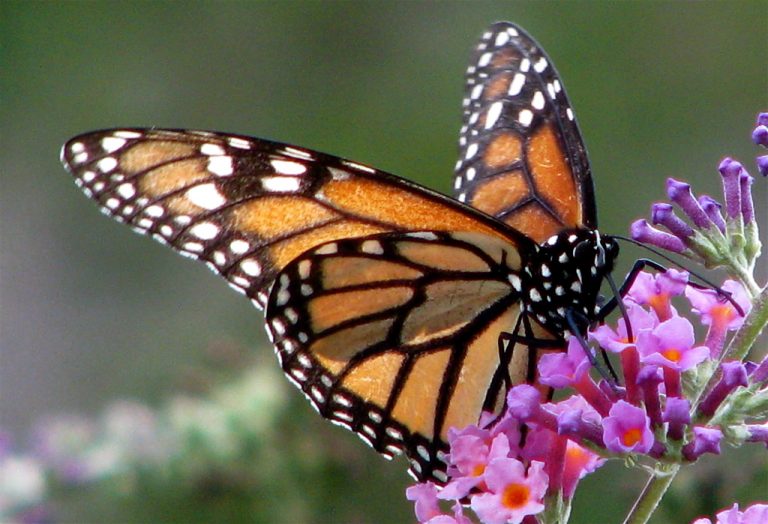 Monarch-butterfly-on-flower-Flickr
