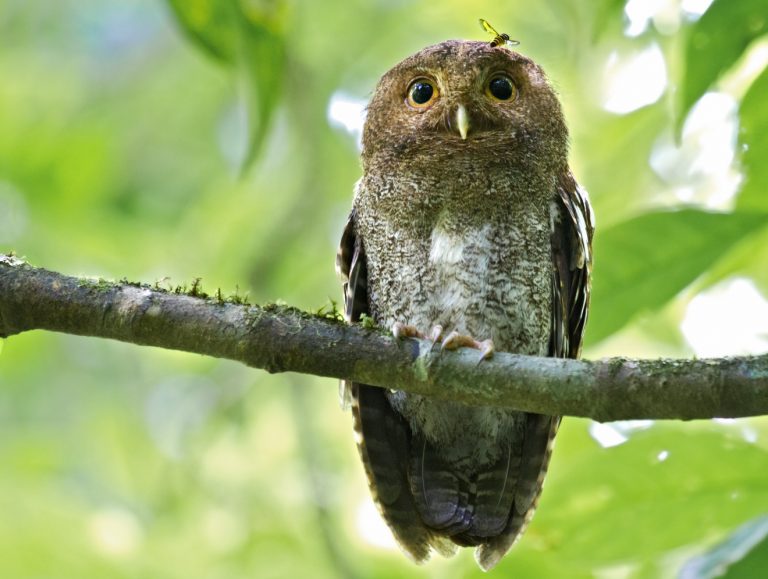 screech-owl-birdwatching-Flickr