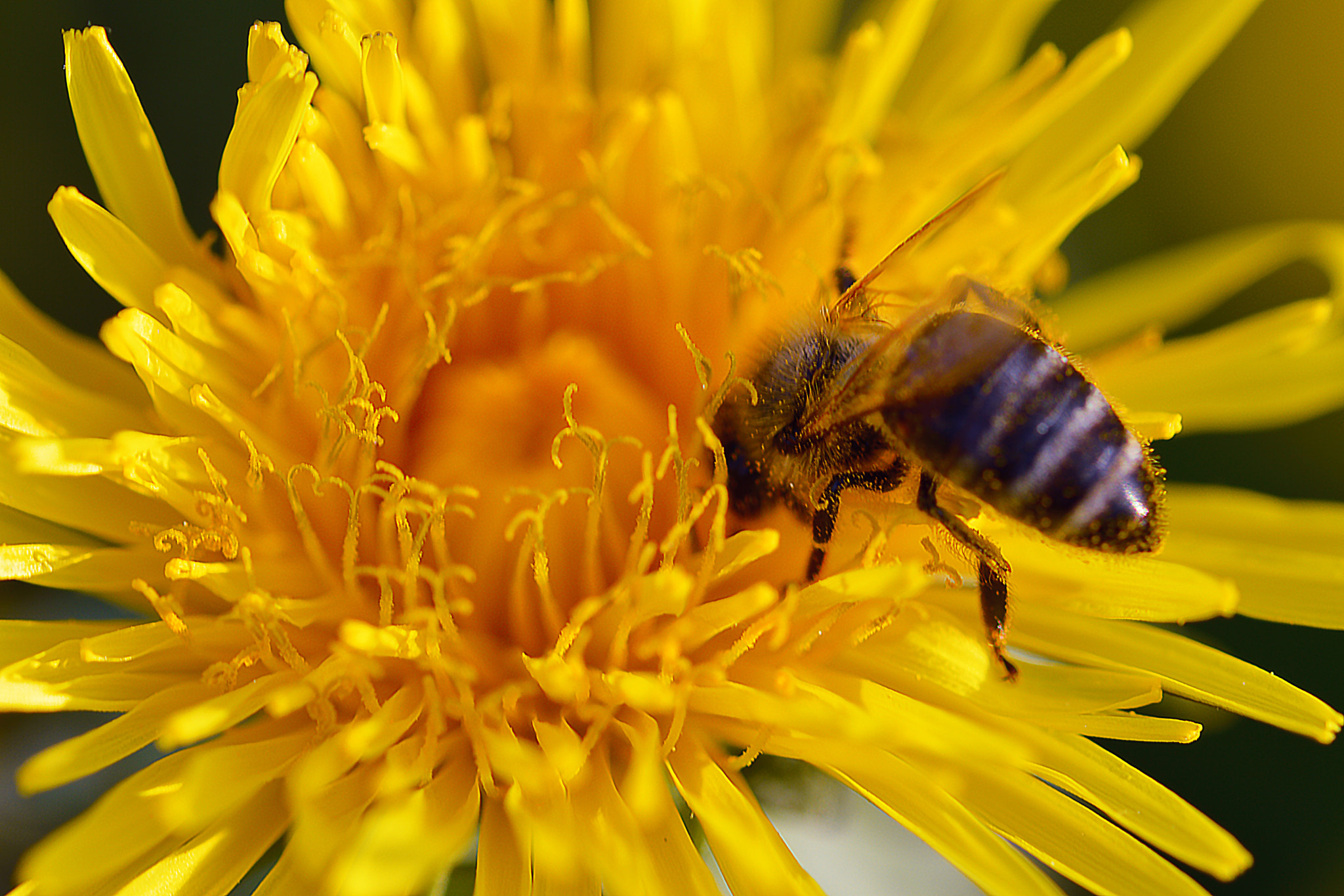 honey-bee-population-Wikimedia-commons