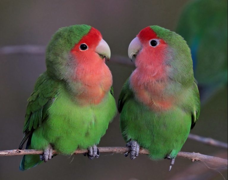 Love-birds-Valentine's Day-Wikimedia-commons