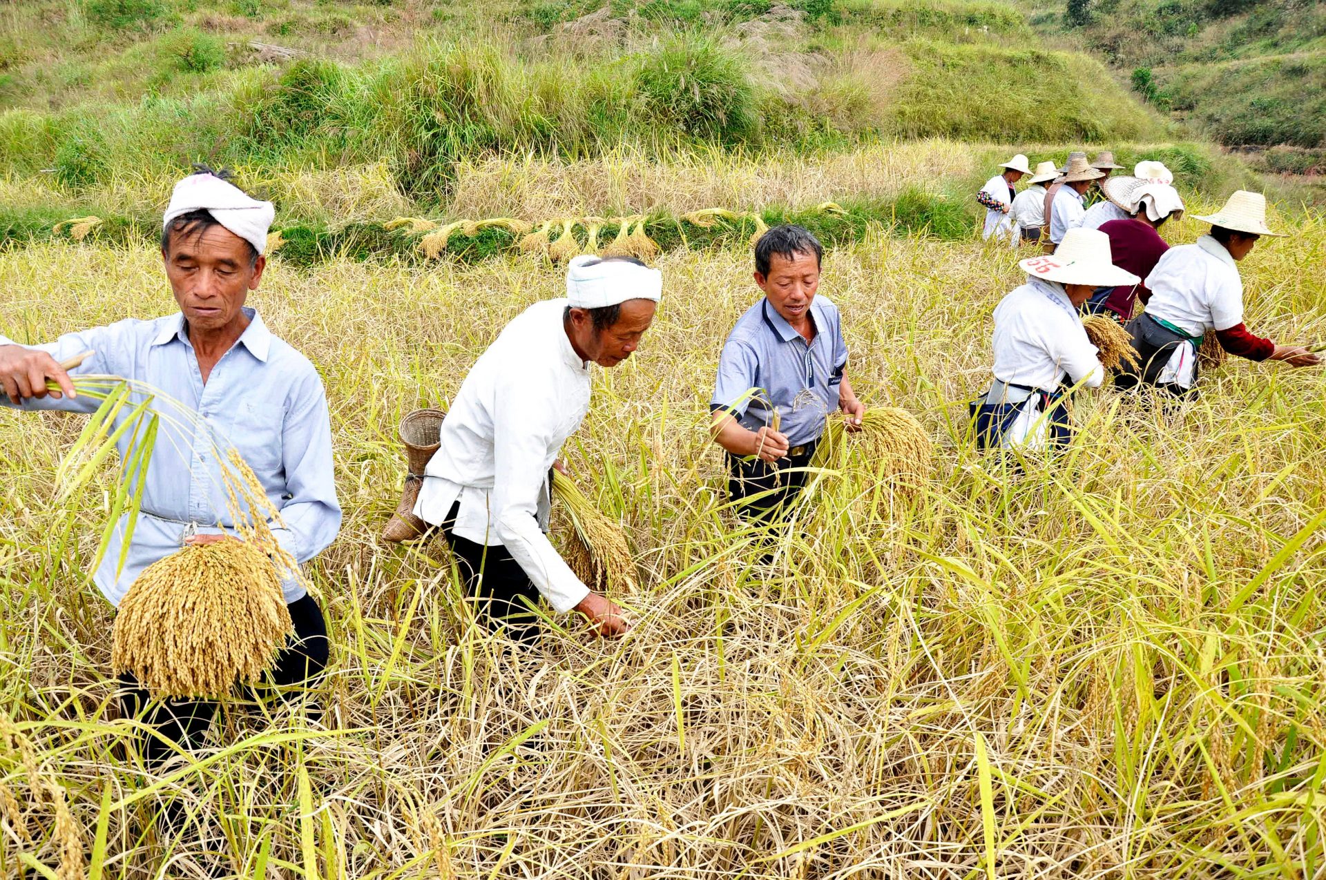 Вода для сельского населения. Chinese Farmer. Farmers share in China Agriculture. Korean Agriculture. Chinese Farmer and a son.