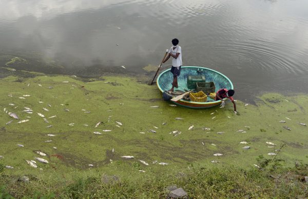 india-chemical-pollution-dead-fish_GettyImages-858213324