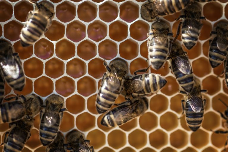 honey-bee-population-pexels