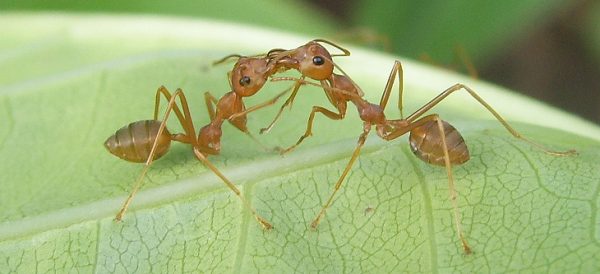 weaver-ants