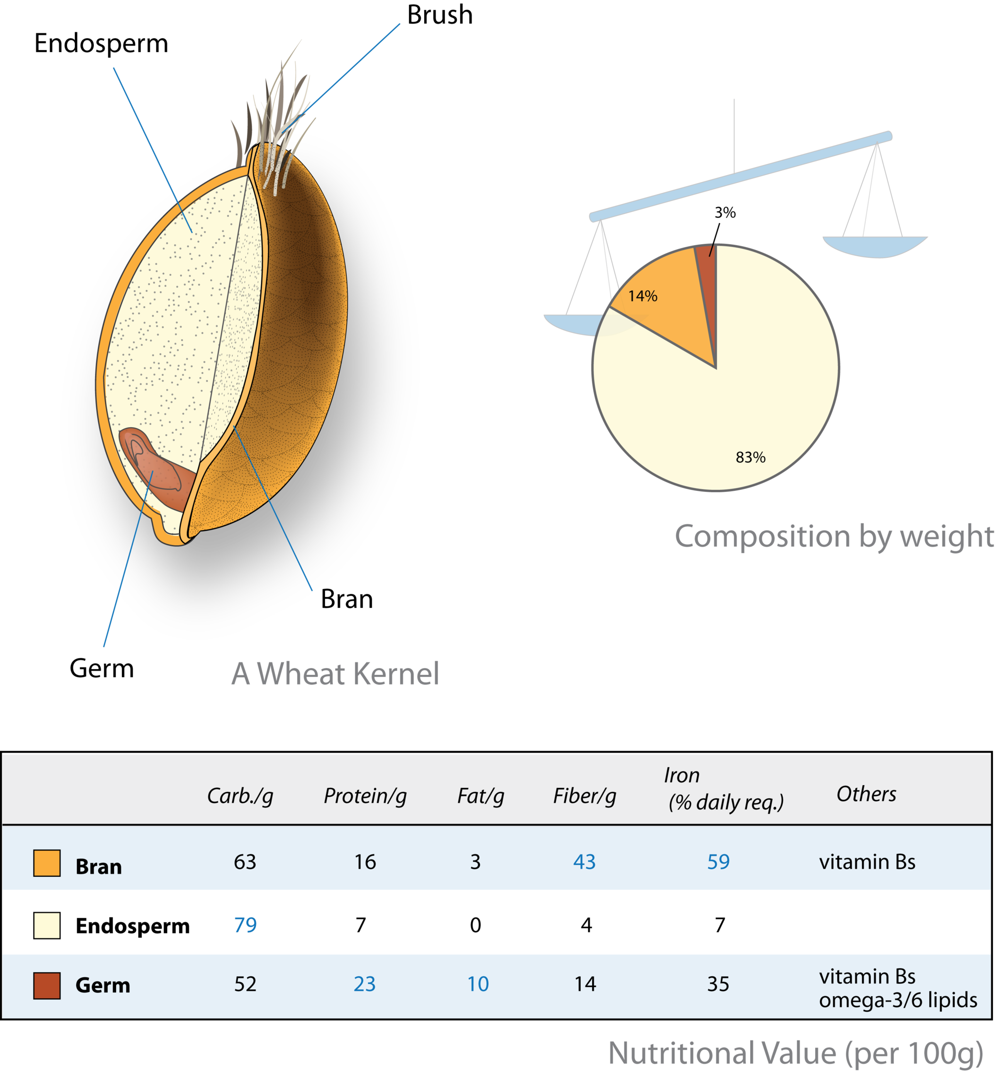 wheat-kernel-diagram-wikimedia-commons