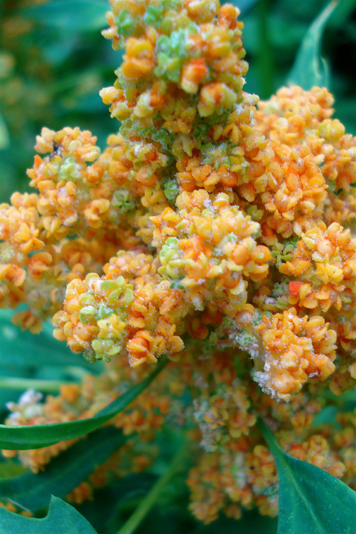 quinoa-bloom-Flickr