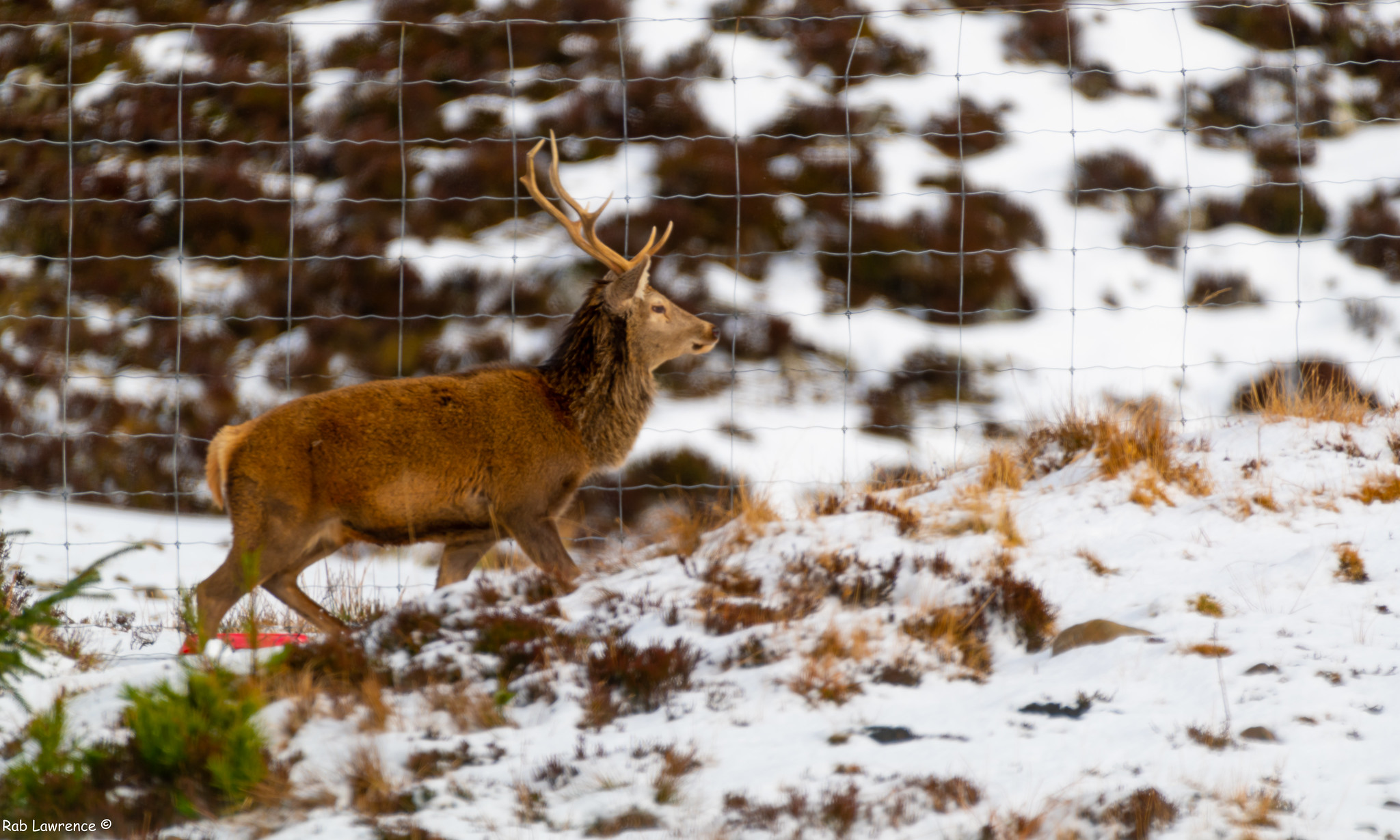 deer-fencing-Flickr